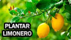 [ID: 0vtKdOYSf0E] Youtube Automatic