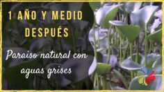 [ID: 1i_-zpi21Sw] Youtube Automatic