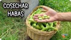 [ID: 1JvlQrRjUL0] Youtube Automatic