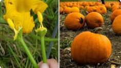 [ID: 1Zfj3gJVtPs] Youtube Automatic