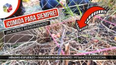 [ID: 2JZ5l-qSqIw] Youtube Automatic