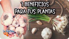 [ID: 2LdSznQdbsw] Youtube Automatic