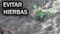 [ID: 2lyhGPiJb1o] Youtube Automatic