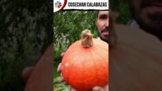 [ID: 3MeMLaRF1Ks] Youtube Automatic