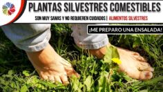 [ID: 3v_b9a_kKF0] Youtube Automatic