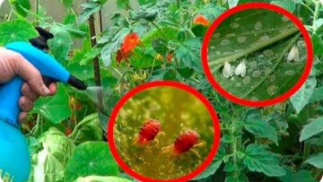 [ID: 3wgvUd6qS-s] Youtube Automatic