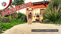 [ID: 3YKowlEcHB4] Youtube Automatic