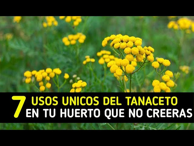 Precargar imagen