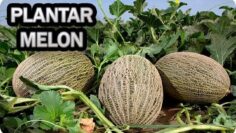 [ID: 4ipgSIzPL9Q] Youtube Automatic