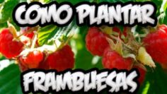 [ID: 4ZMssIquB7c] Youtube Automatic