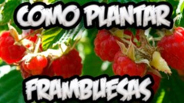 [ID: 4ZMssIquB7c] Youtube Automatic