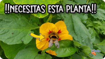 [ID: 53mW75CY63w] Youtube Automatic