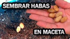 [ID: 5GCPHM_MPZ4] Youtube Automatic