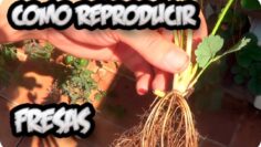 [ID: 5jtKV1y6ytg] Youtube Automatic