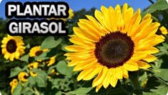 [ID: 5O639AAaDcE] Youtube Automatic