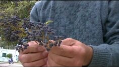 [ID: 5WOMmoAd8i0] Youtube Automatic