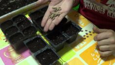 [ID: 6bxso0rvDTs] Youtube Automatic