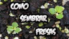 [ID: 6MoEL8gz_0E] Youtube Automatic