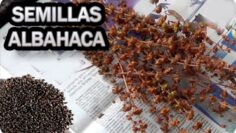 [ID: 6u6TuI098a4] Youtube Automatic