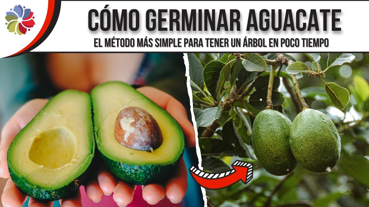 Precargar imagen
