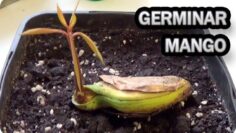 [ID: 7MildLJ6bdY] Youtube Automatic