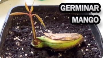 [ID: 7MildLJ6bdY] Youtube Automatic