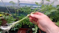 [ID: 7tAhmGrV86A] Youtube Automatic