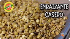 [ID: 7wfRXQXZjr8] Youtube Automatic