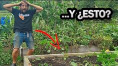 [ID: 8c8xRX0yJ5g] Youtube Automatic