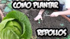 [ID: 8PD6ZK8QqZA] Youtube Automatic