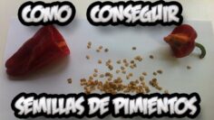 [ID: 8ZFW0bx1yzI] Youtube Automatic