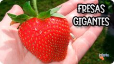 [ID: 9nt1w6gmvL8] Youtube Automatic