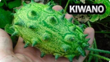 [ID: 9xn9YerhqIo] Youtube Automatic