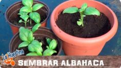 [ID: a1MOu_vHOsQ] Youtube Automatic