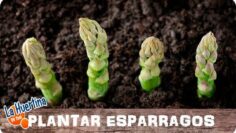 [ID: A4CamArpcDw] Youtube Automatic