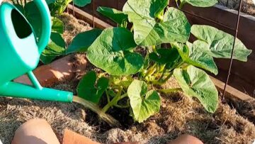 [ID: ACBUwXpuH7s] Youtube Automatic