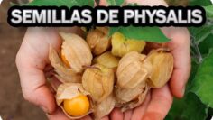 [ID: aGjO1PllVbw] Youtube Automatic