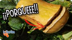 [ID: aGp0tTeoGYI] Youtube Automatic