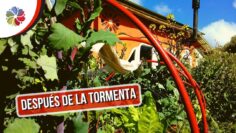 [ID: Ah5DlLpO6kA] Youtube Automatic