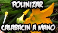 [ID: aHFaszoK8UE] Youtube Automatic