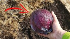 [ID: ALkLeu5sFgw] Youtube Automatic