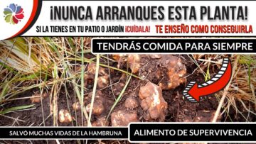 [ID: arMSQ56t0ko] Youtube Automatic