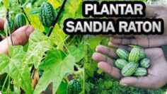 [ID: atAq5R_tO1s] Youtube Automatic