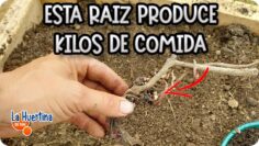 [ID: AwnLUPDSf_Q] Youtube Automatic