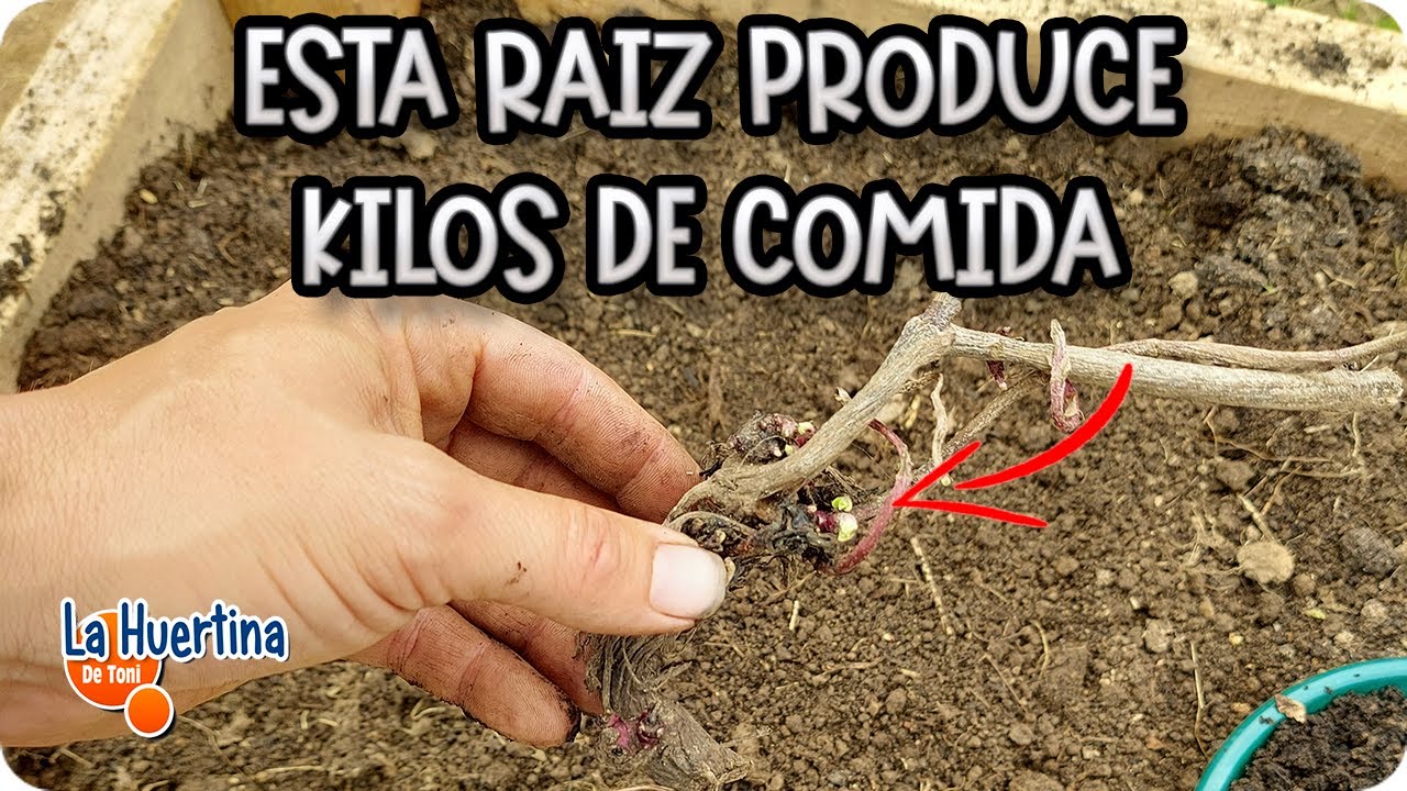 Precargar imagen