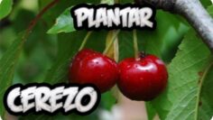 [ID: b0O_a5iHm7Y] Youtube Automatic