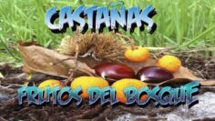 [ID: b0_X9g83OA4] Youtube Automatic