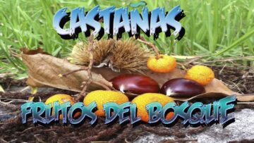 [ID: b0_X9g83OA4] Youtube Automatic