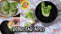 [ID: _b44Lmsw_Qk] Youtube Automatic