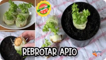 [ID: _b44Lmsw_Qk] Youtube Automatic